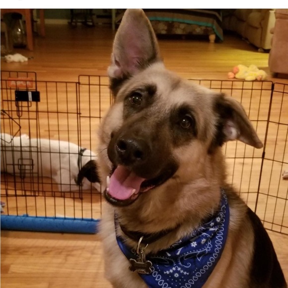 Meet your Posher, Tammy - Picture 3 of 11